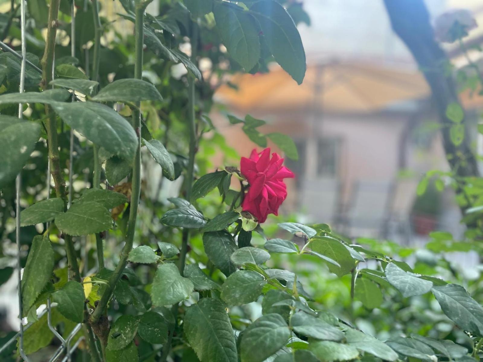 فيلا Aminah House كونستانتا المظهر الخارجي الصورة